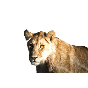 Stunning Close Up Of A Lioness In Natural Habitat, Showcasing Her Majesty. 16370 - Cat PNG image with transparent background